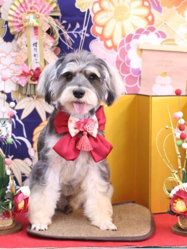 20240119パピコくん